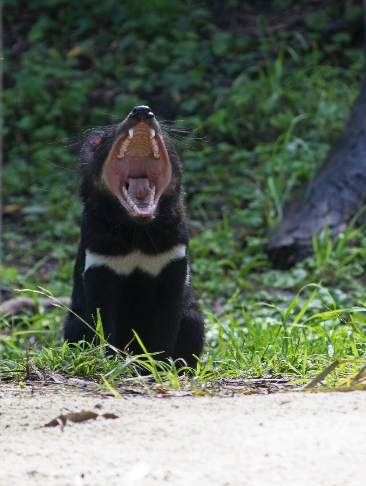 Tasmanian Devil Night Walk — Maria Island Australia