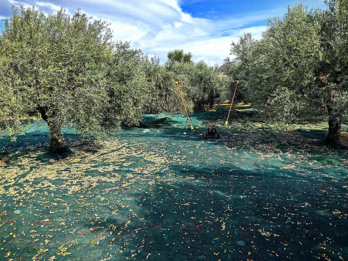 Olive Harvest — Andalusia Spain