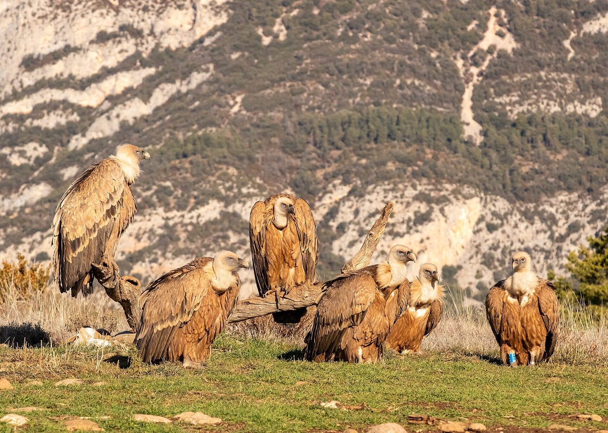 Griffon Vulture Colony — Gorges du Verdon France