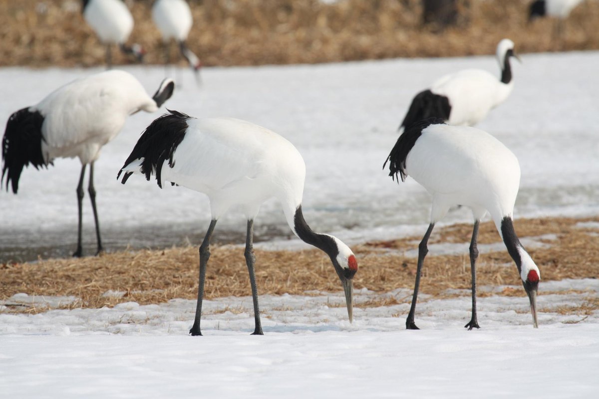 Red-Crowned Crane Winter Gathering