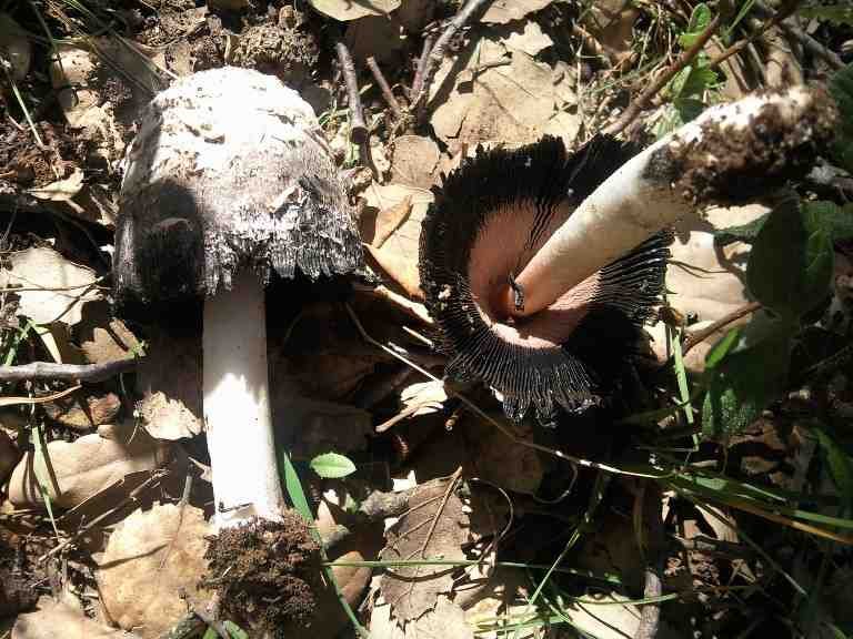 Cork Forest Fungi Season — Alentejo Portugal
