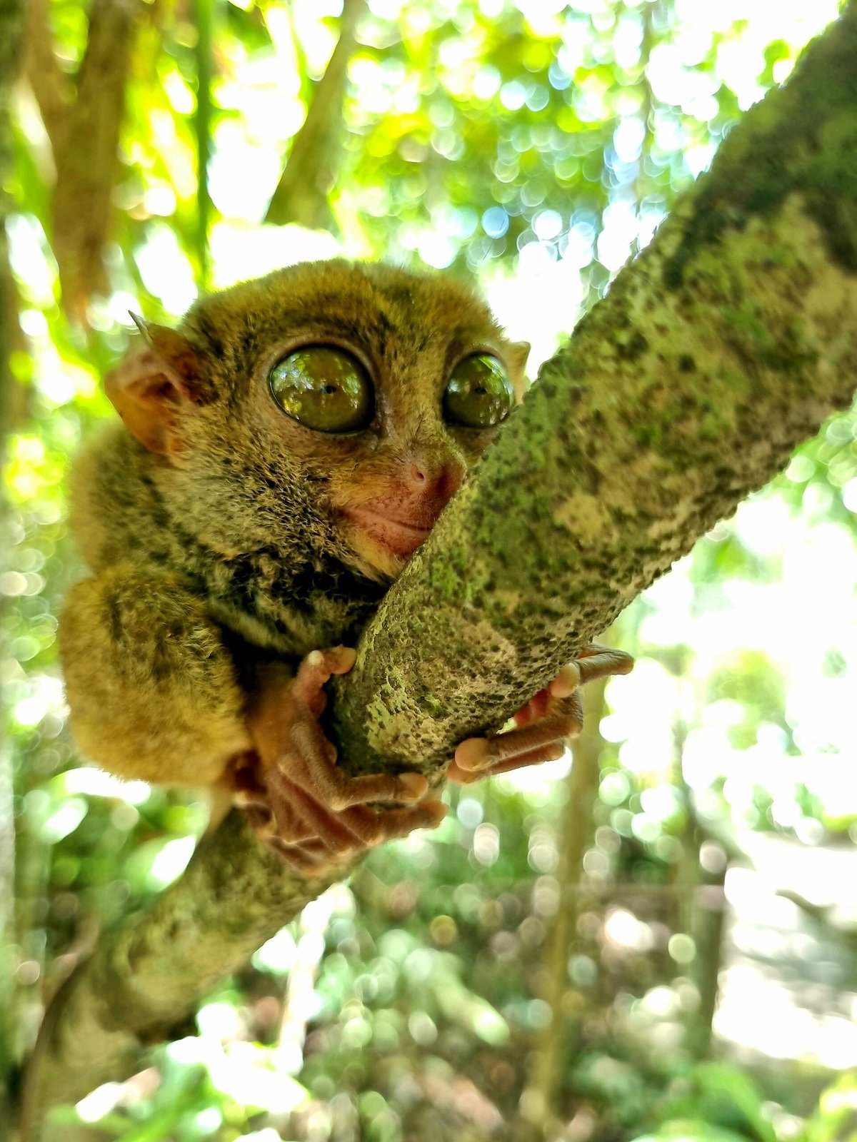 Tarsier Bohol Sanctuary Night Walk — Philippines