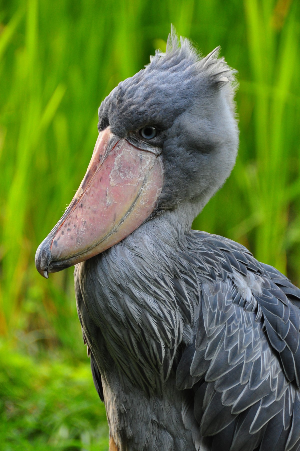 Shoebill Stork — Bangweulu Wetlands Zambia