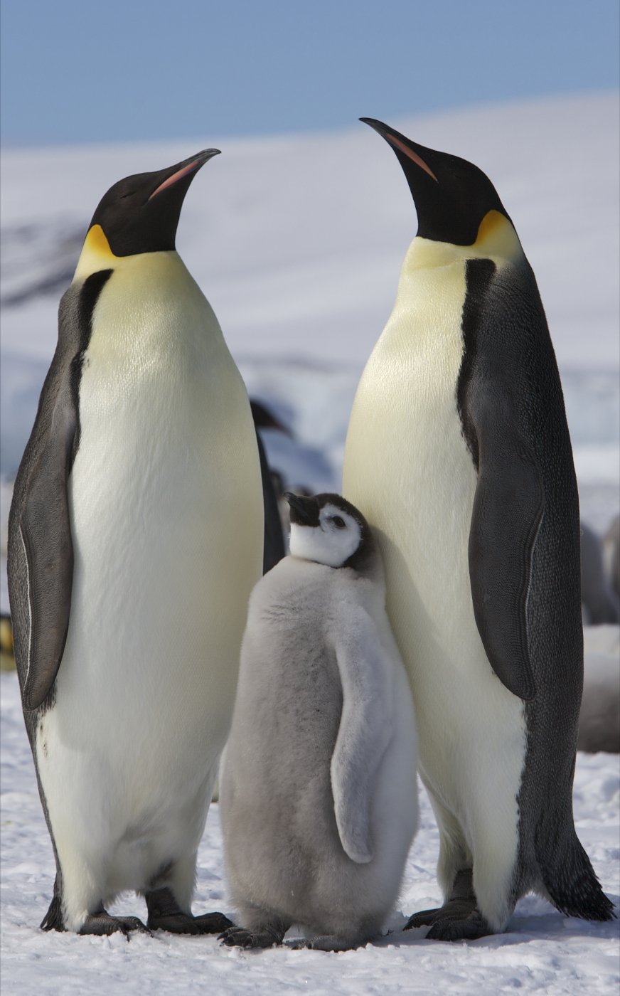 Emperor Penguin Huddle — Snow Hill Island