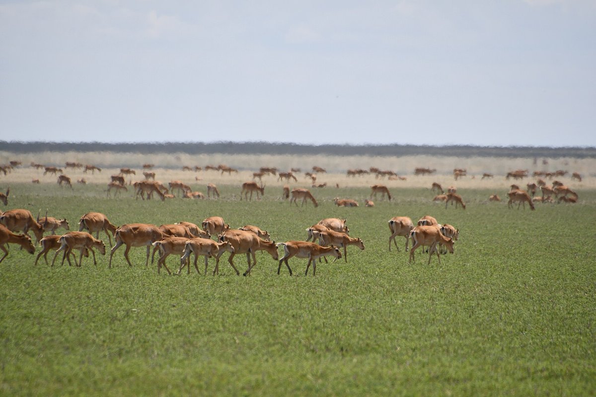 Saiga Antelope Migration — Kalmykia Russia