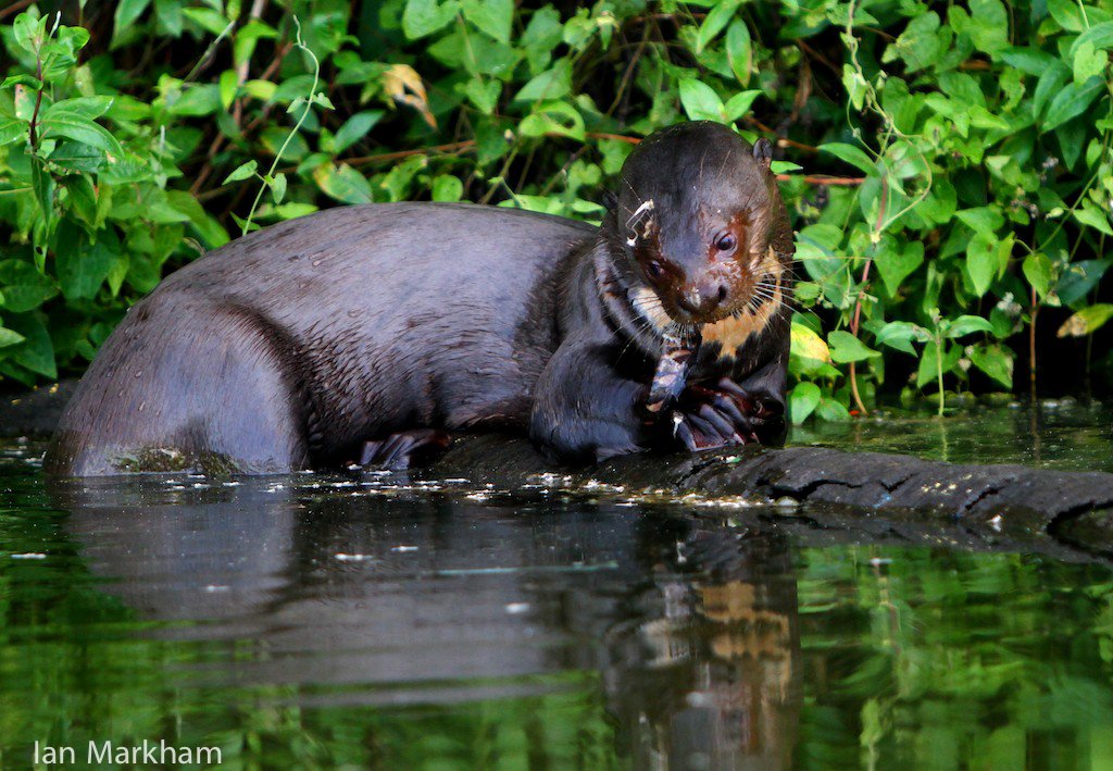 Giant River Otter — Rupununi Guyana