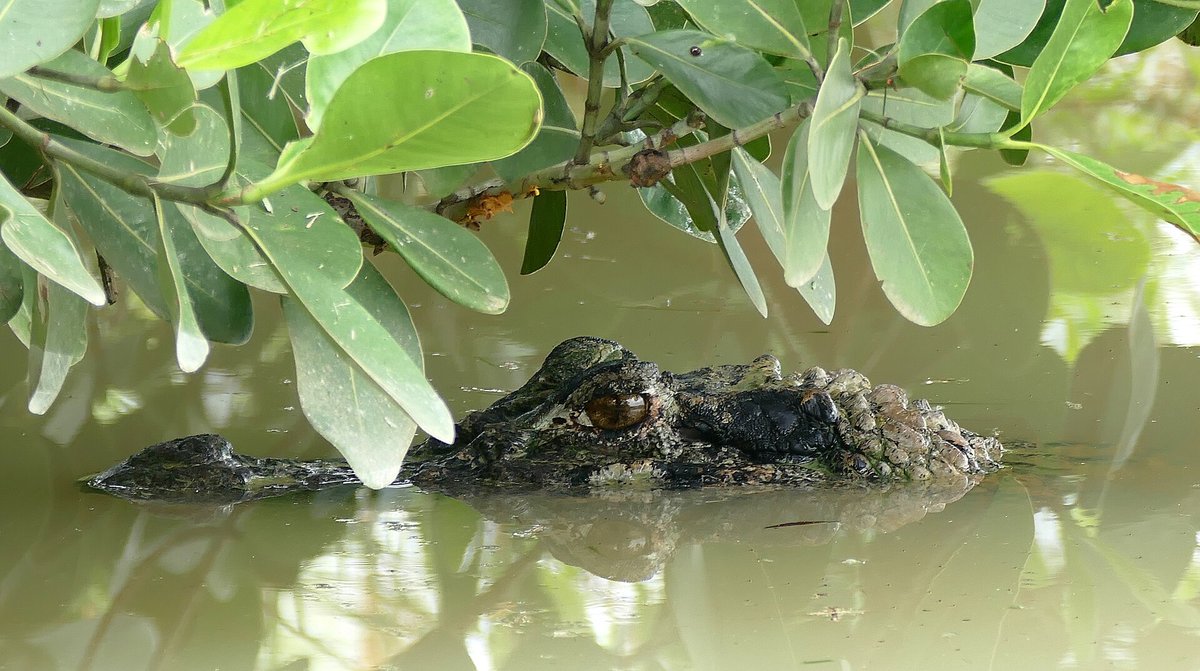Caiman Black Caiman Night Survey — Mamirauá Brazil