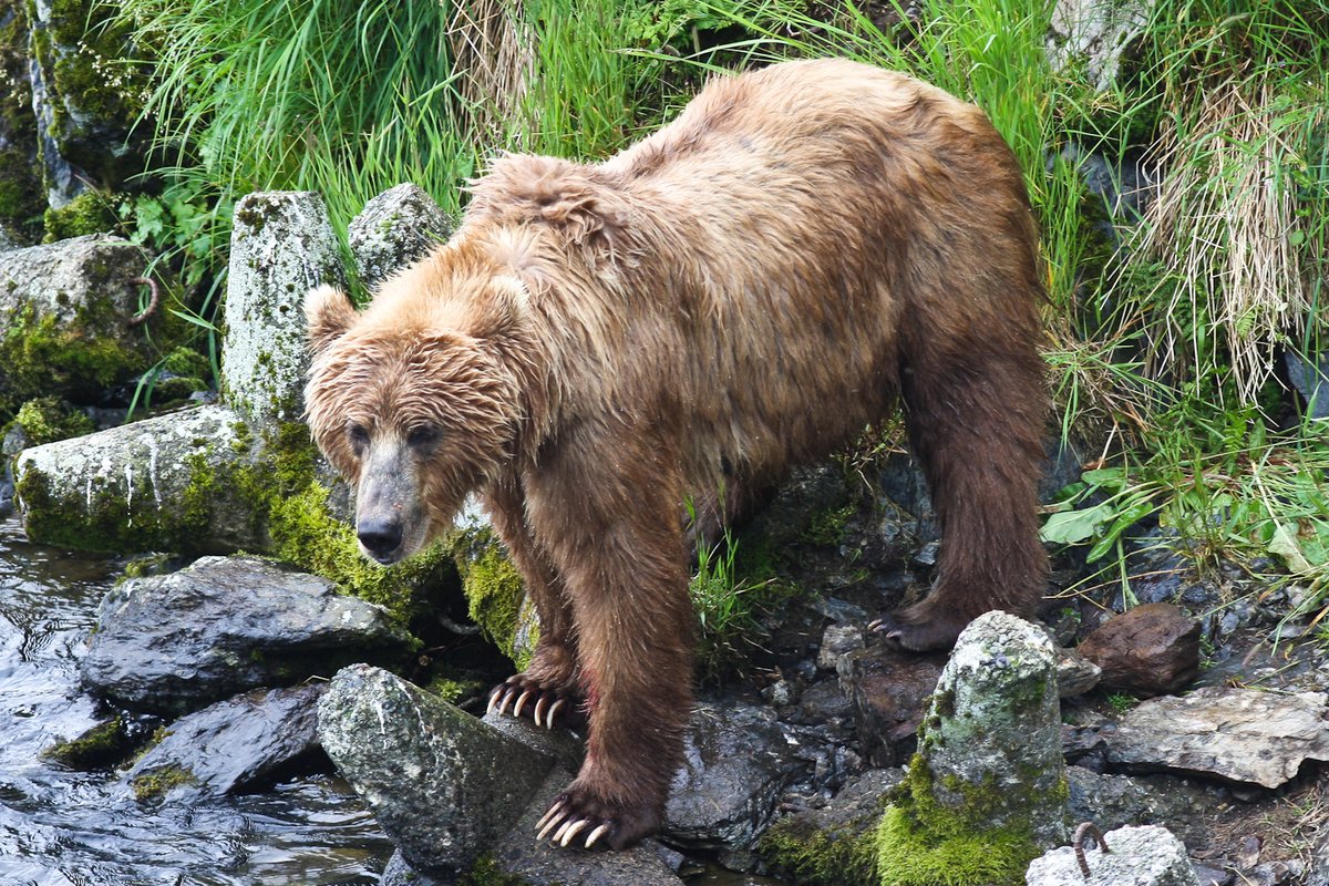 Brown Bear Watching — Transylvania