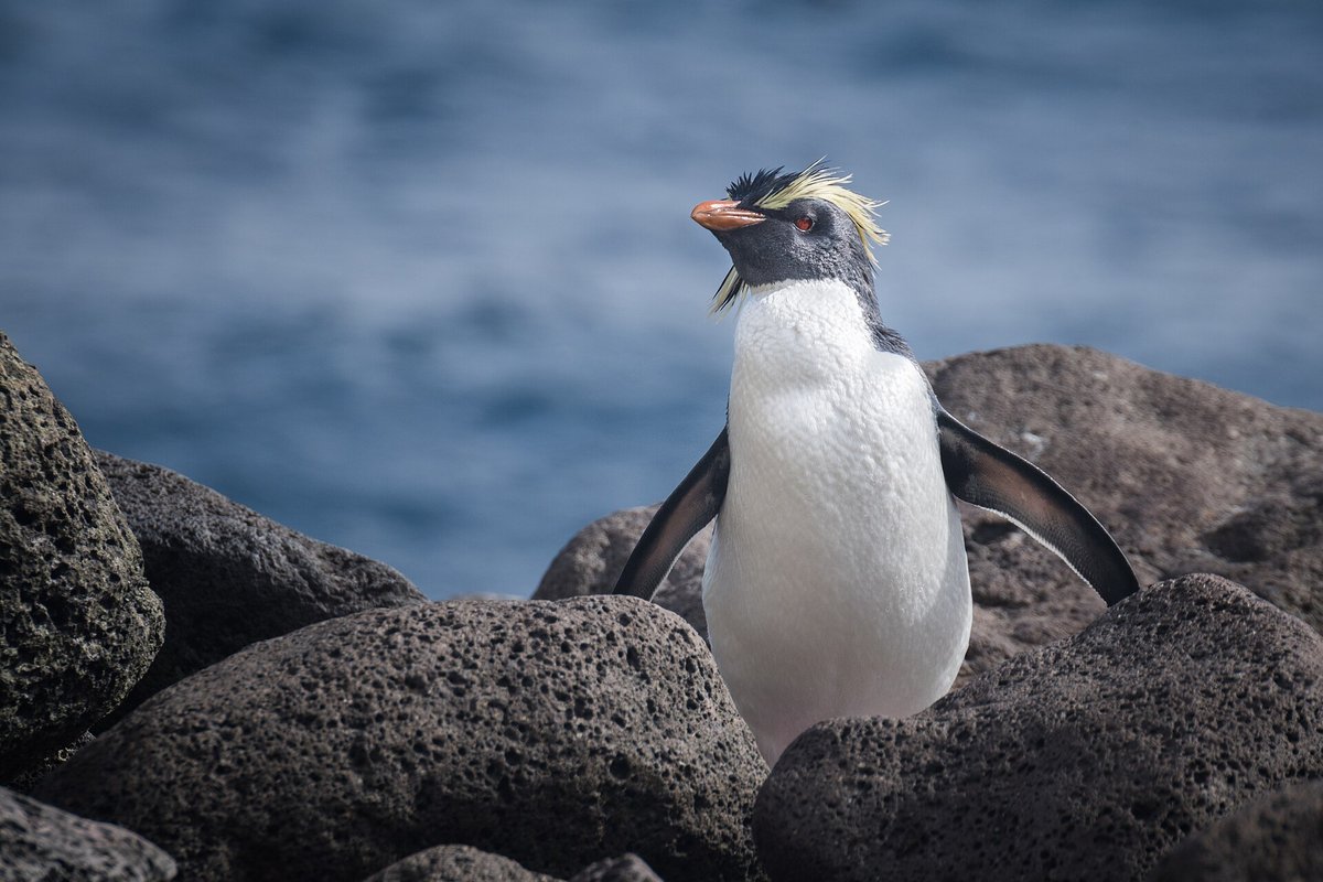 Rockhopper Penguin Breeding Colony — Amsterdam Island