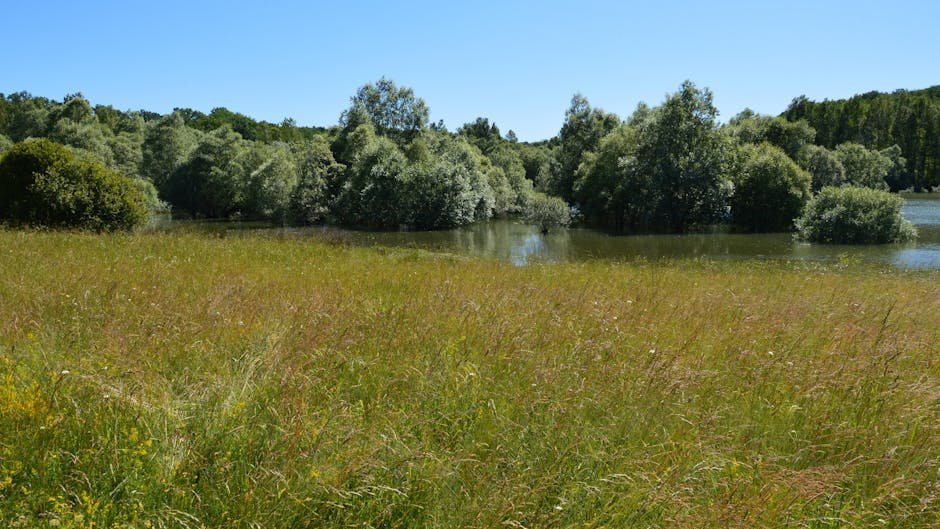 Wachtelkönig-Wiesen Untere Havelaue