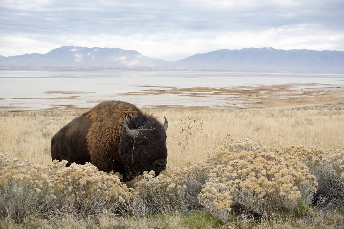Antelope Island Bison
