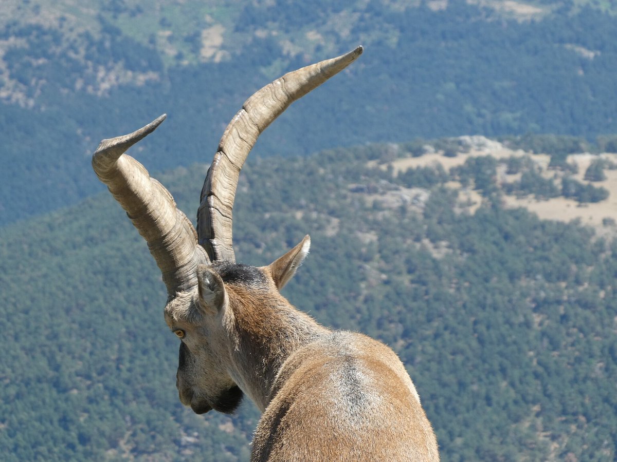 Spanish ibex — Sierra de Gredos
