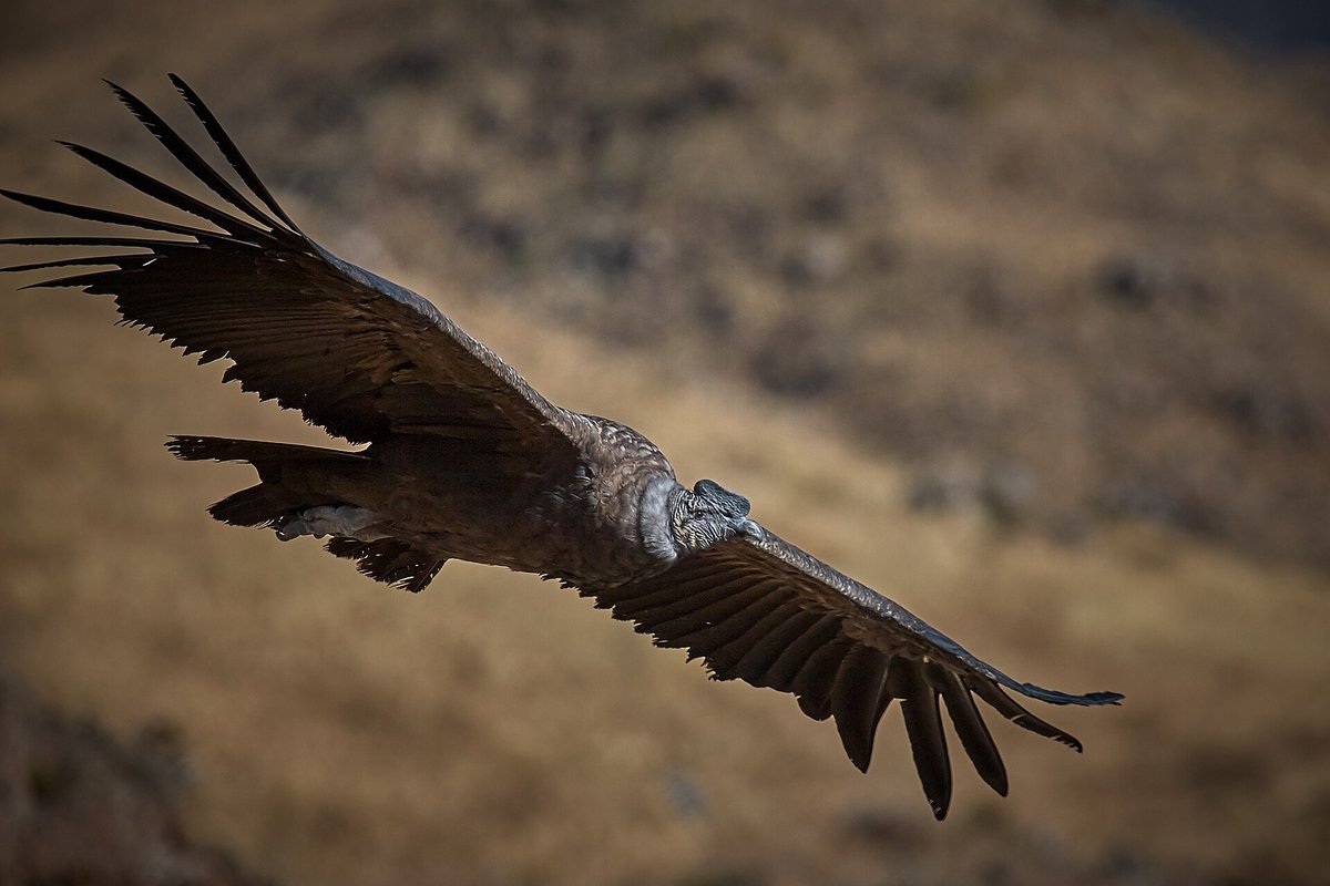 Andean Condor Colony — Cañón del Colca Peru