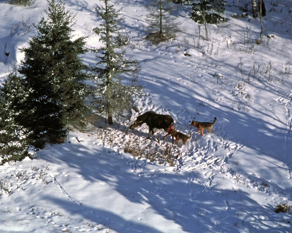 Isle Royale Moose Wolves