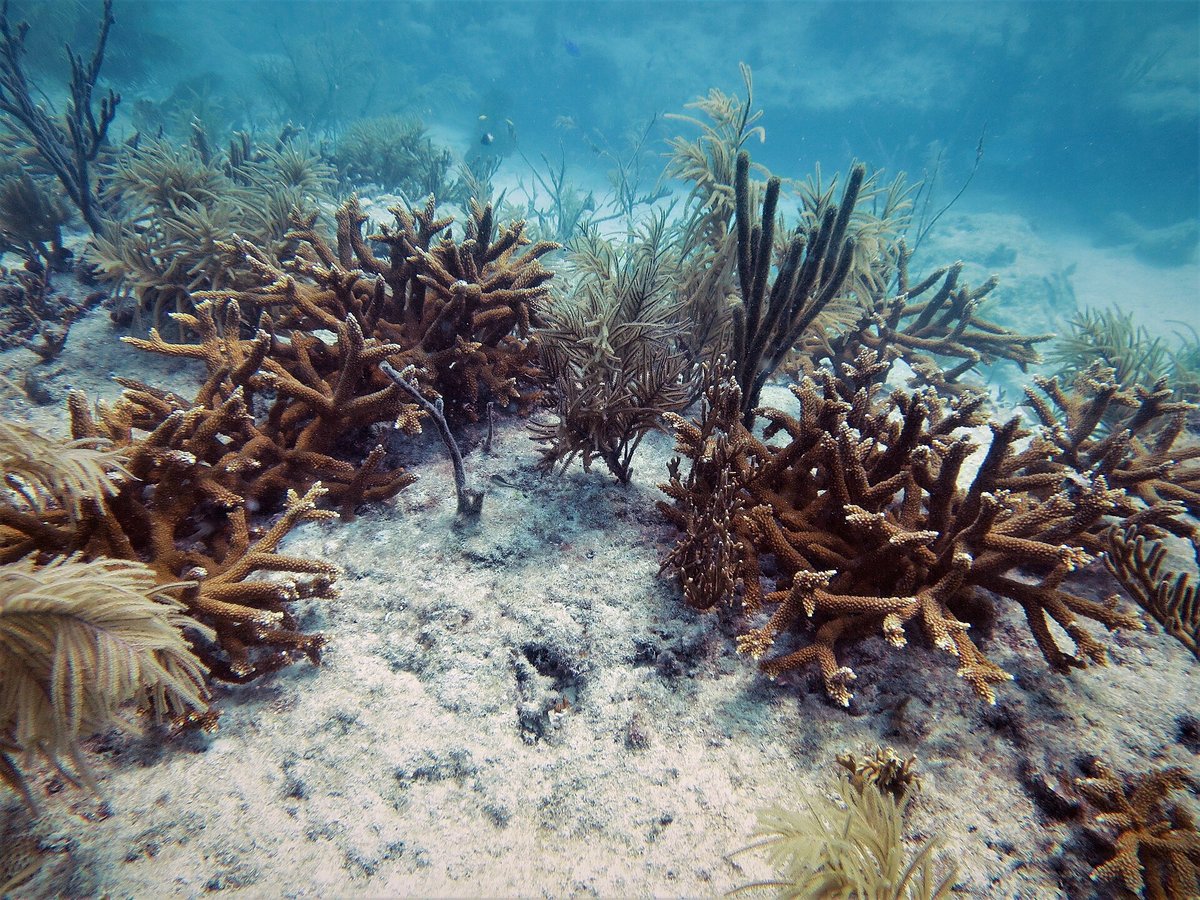 Looe Key Coral Reef — United States