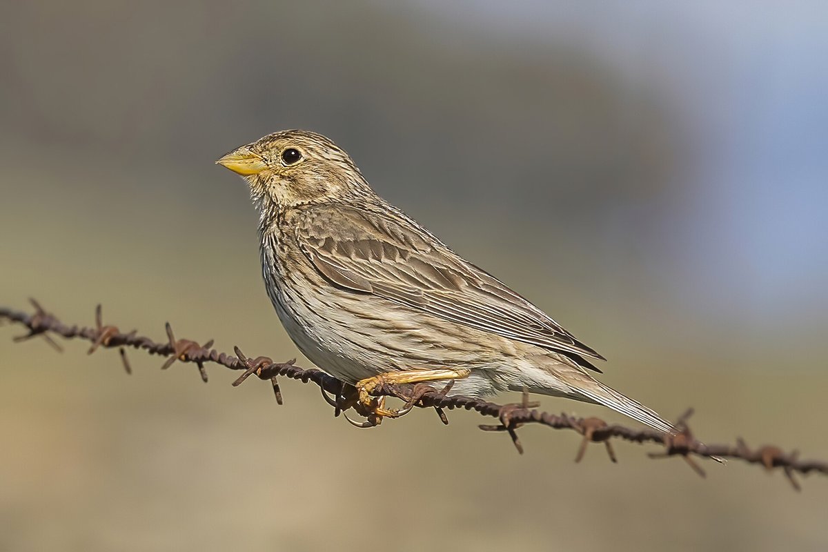 Corn Bunting Song Post — Andalusia Spain