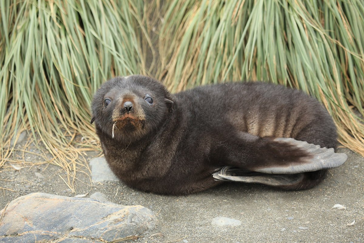 Antarctic Fur Seal Pupping Colony — Marion Island