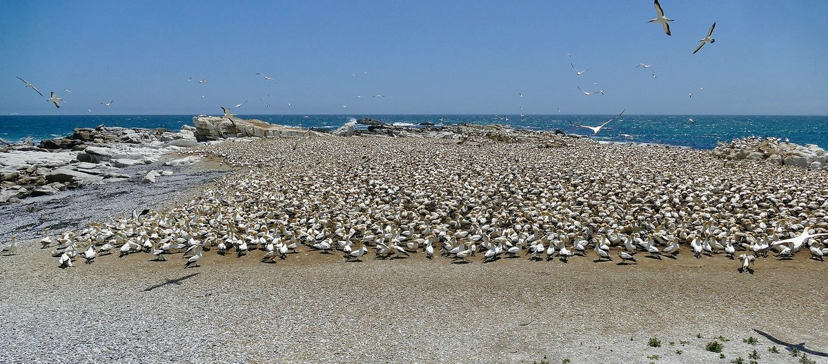 Cape Gannet Breeding Colony — Mercury Island