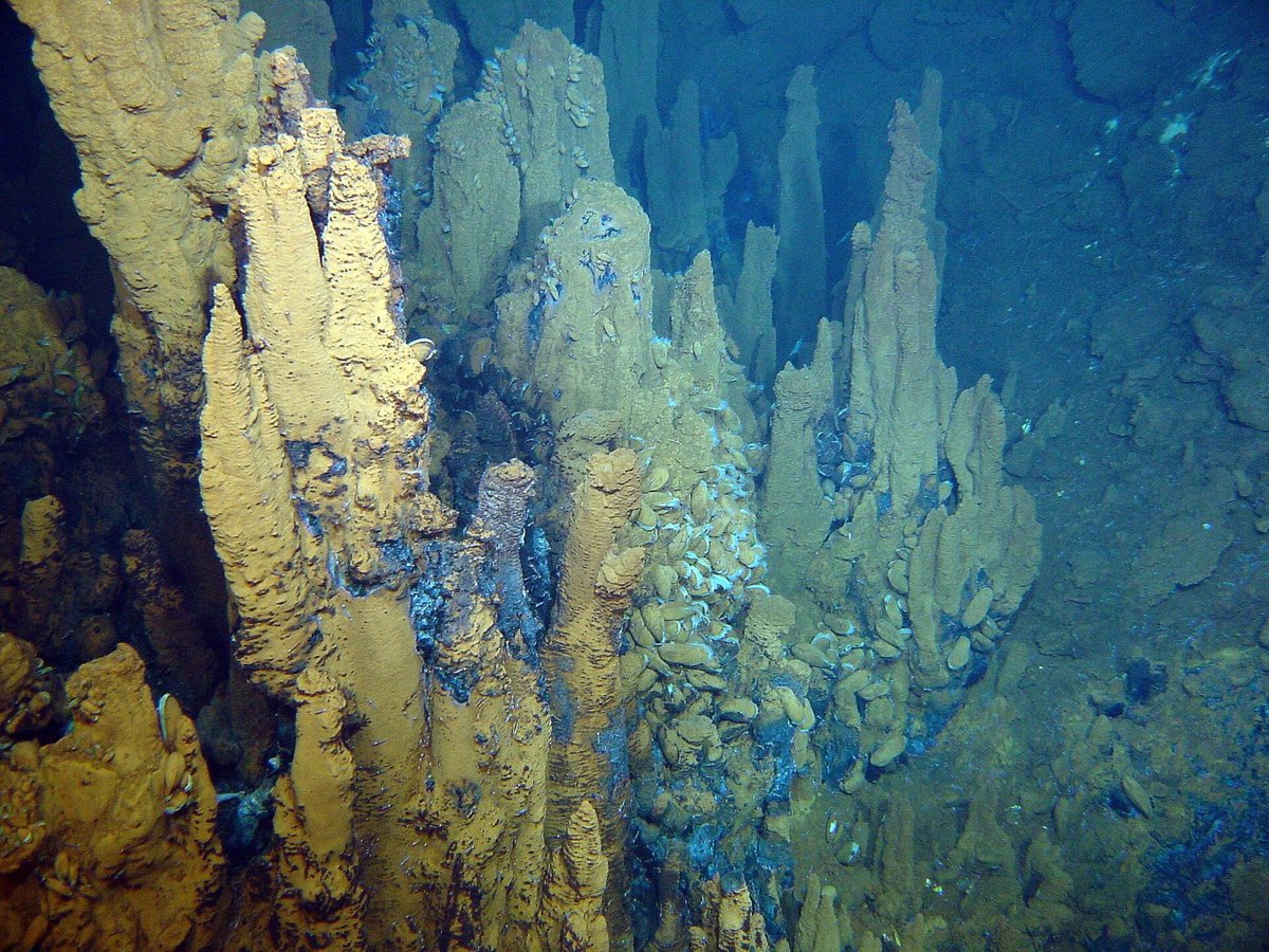 Hydrothermal Vent Ecosystem — Azores Lucky Strike