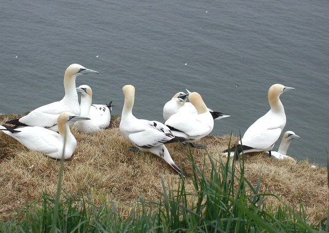 Kittiwake Colony Bempton Cliffs — Yorkshire England