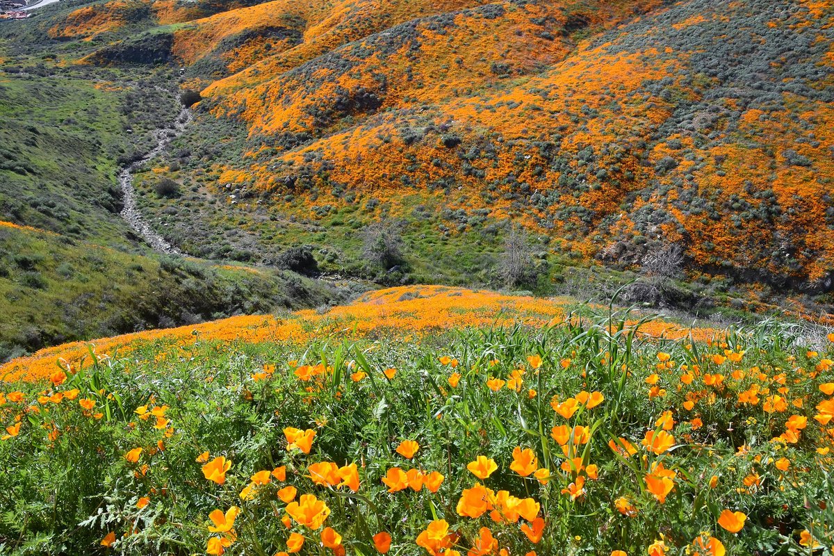 Poppy Superbloom — California USA
