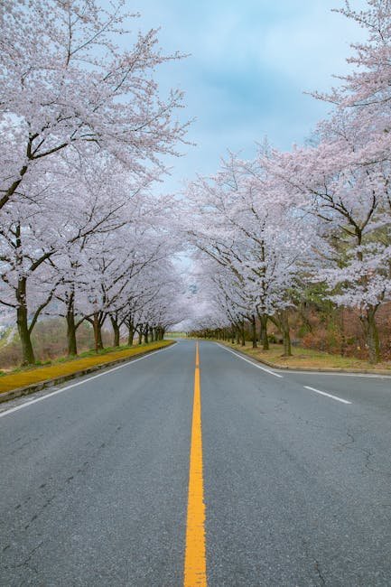 Hwagaejangteo Cherry Blossom Road
