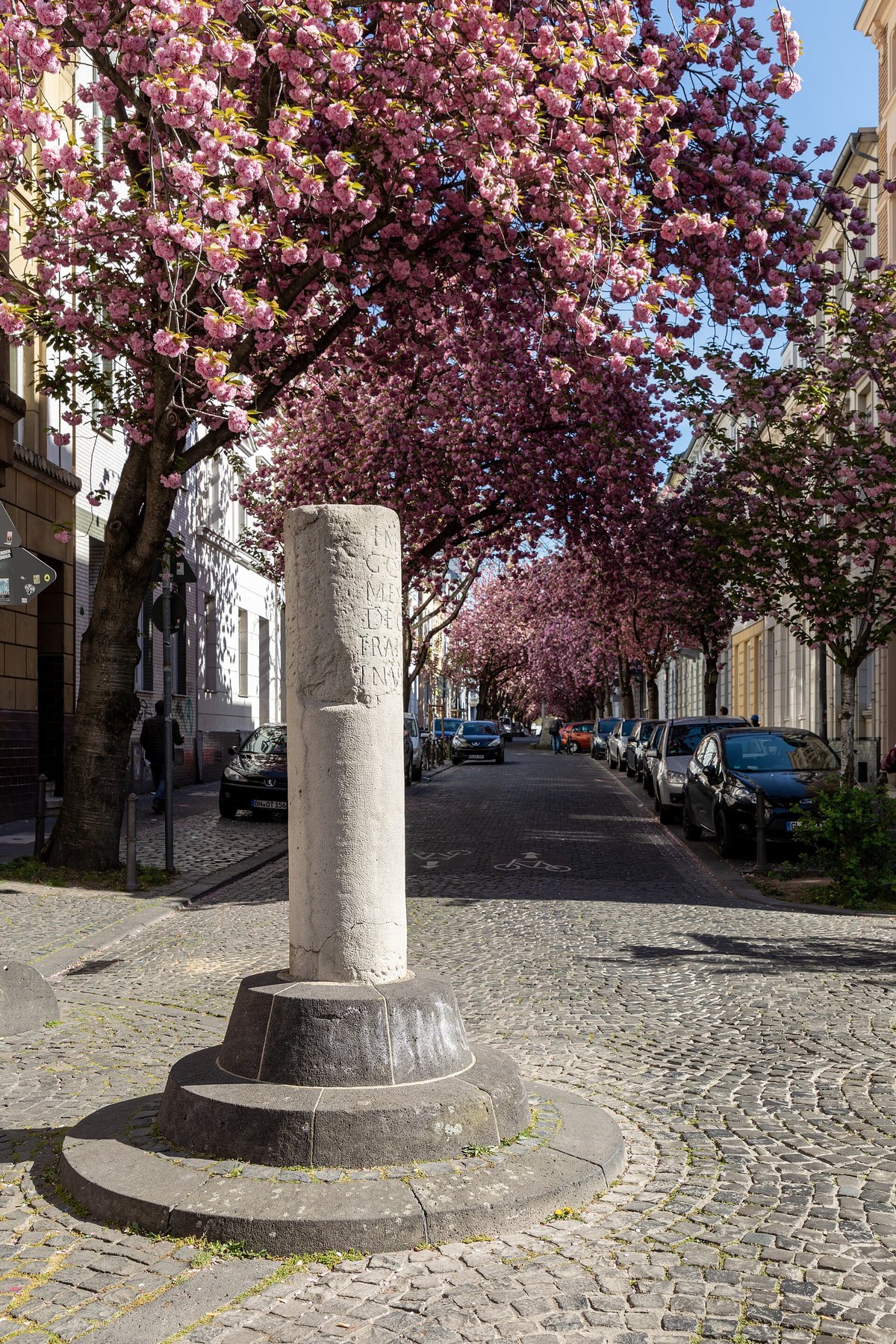 Kirschblüte Heerstraße (Bonn)