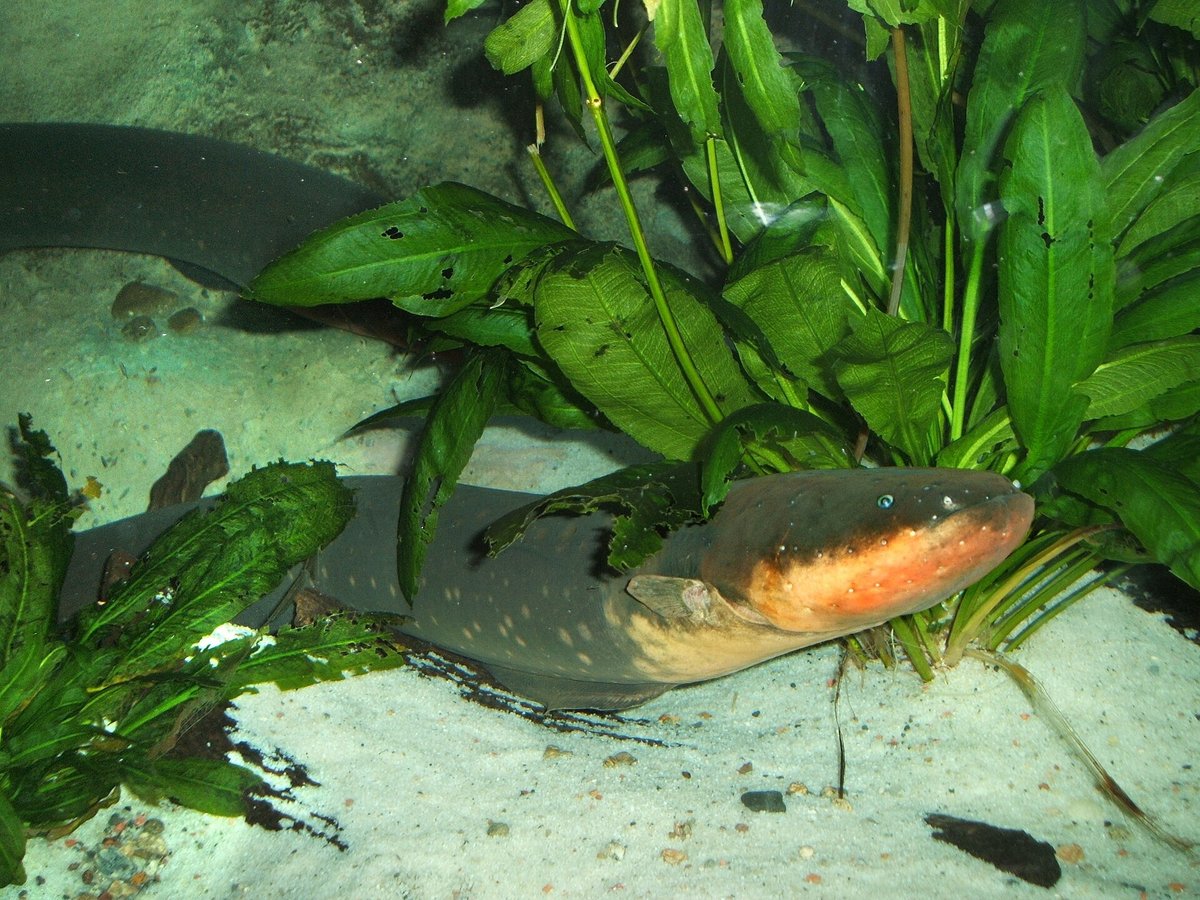 Electric Eel Communal Hunting — Venezuela Amazon