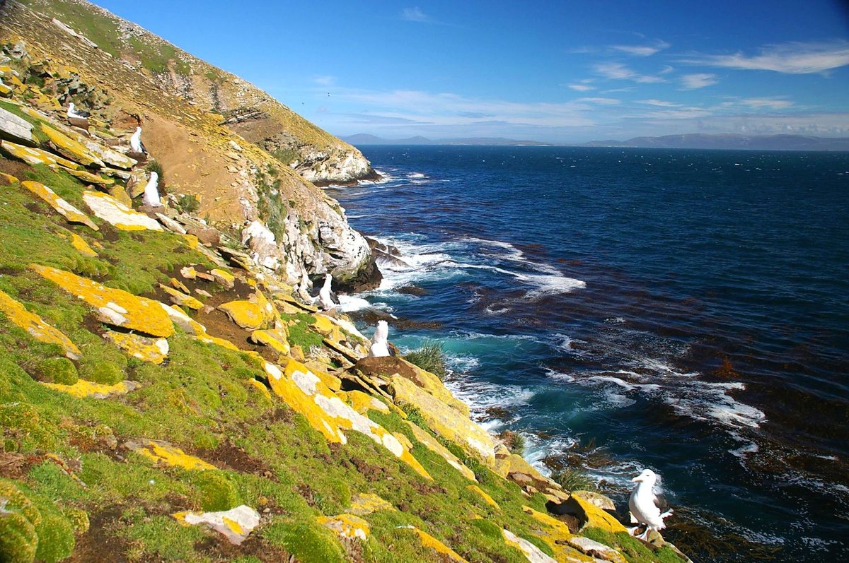 Black-Browed Albatross Colony — Falkland Islands