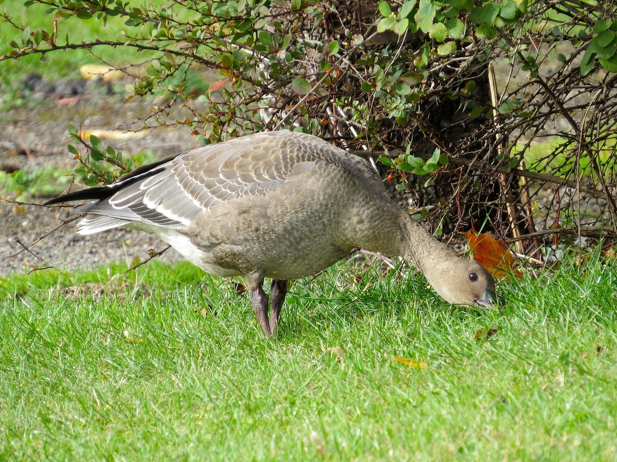 Pink-footed Goose Autumn Arrival (Iceland–Scotland) — Loch of Strathbeg