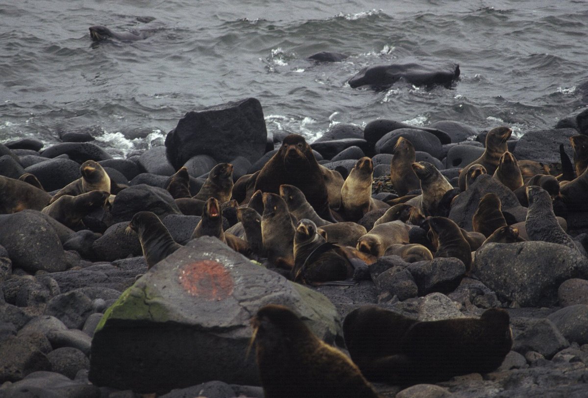 Pribilof Fur Seals
