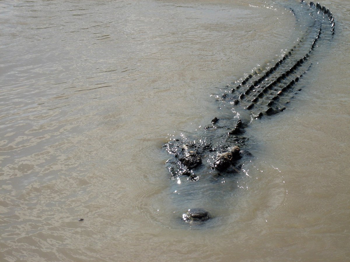 Saltwater Crocodile Territory — Kakadu NT Australia