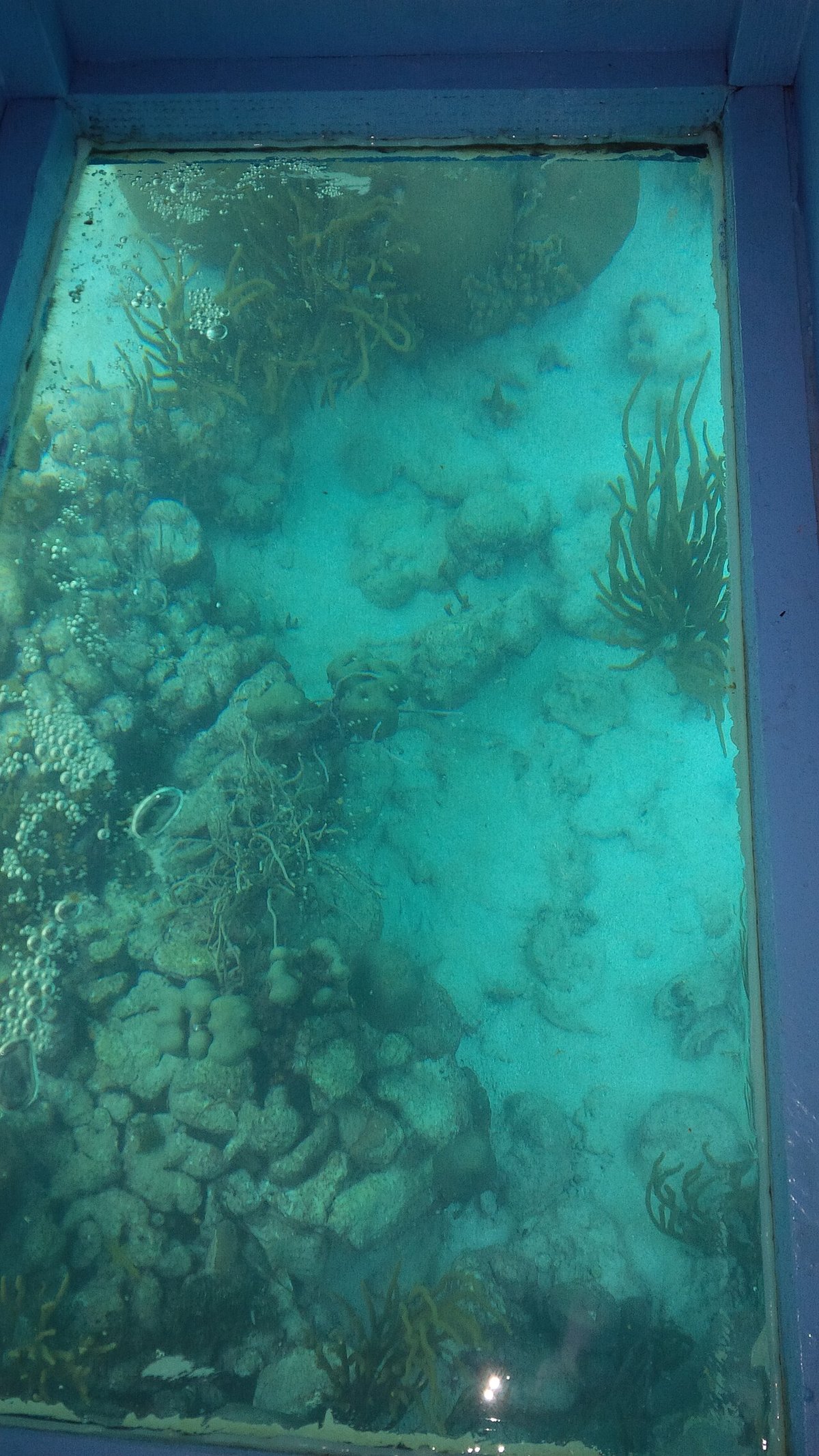 Buccoo Reef