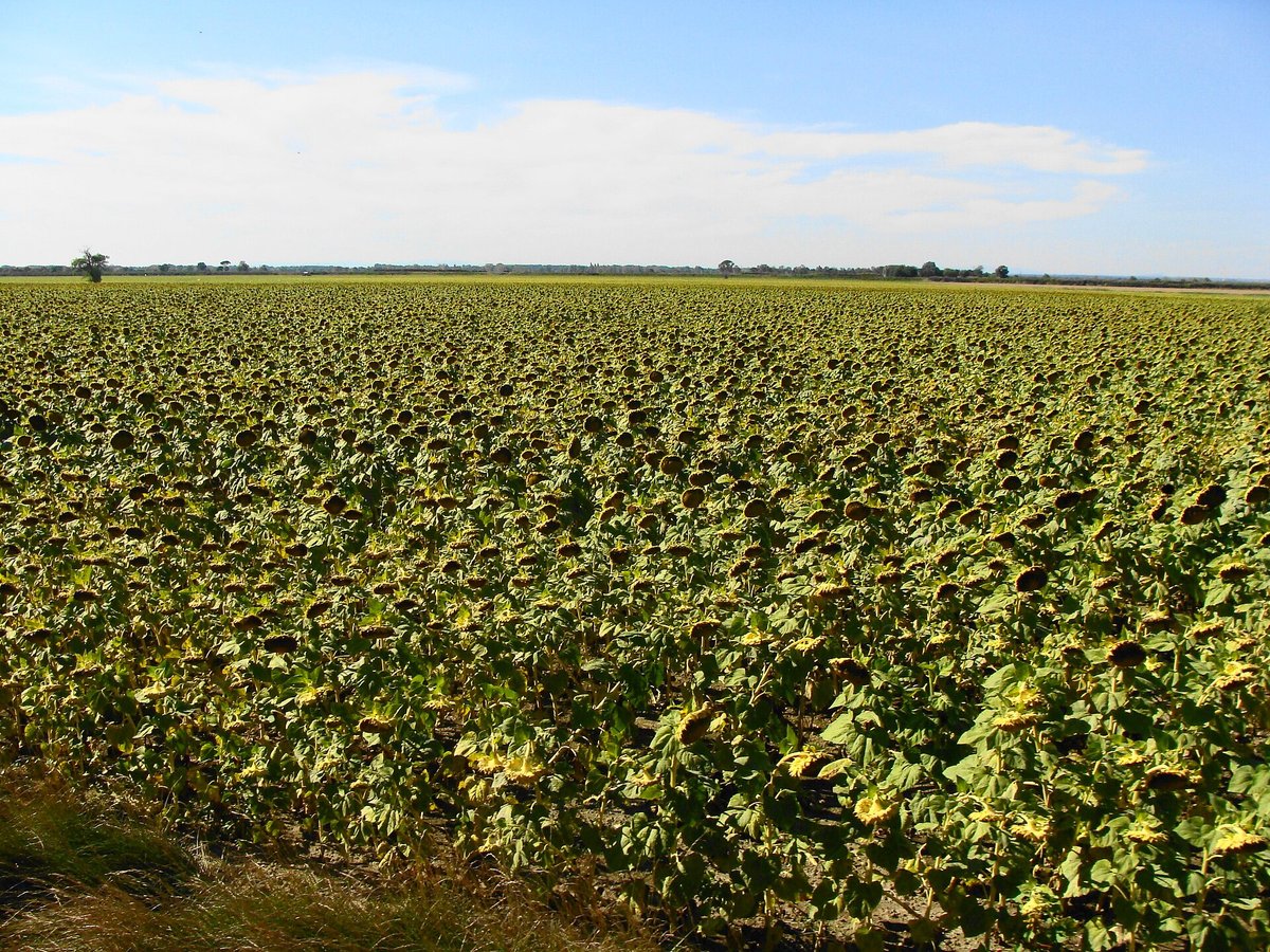 Sunflower Field Season Provence — Drôme France
