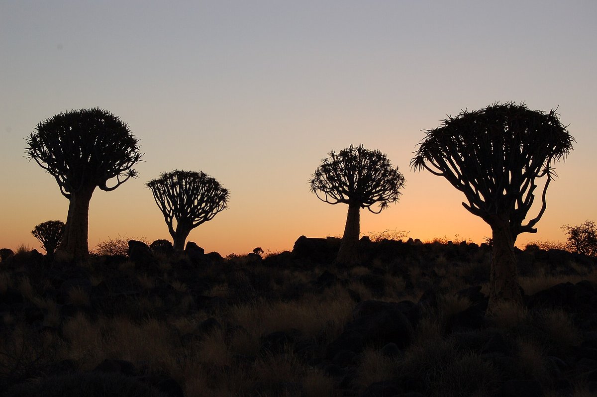 Quiver Tree Forest Sunset — Namibia