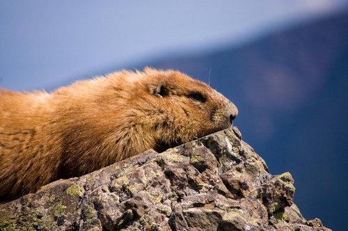 Olympic Marmot Hurricane Ridge