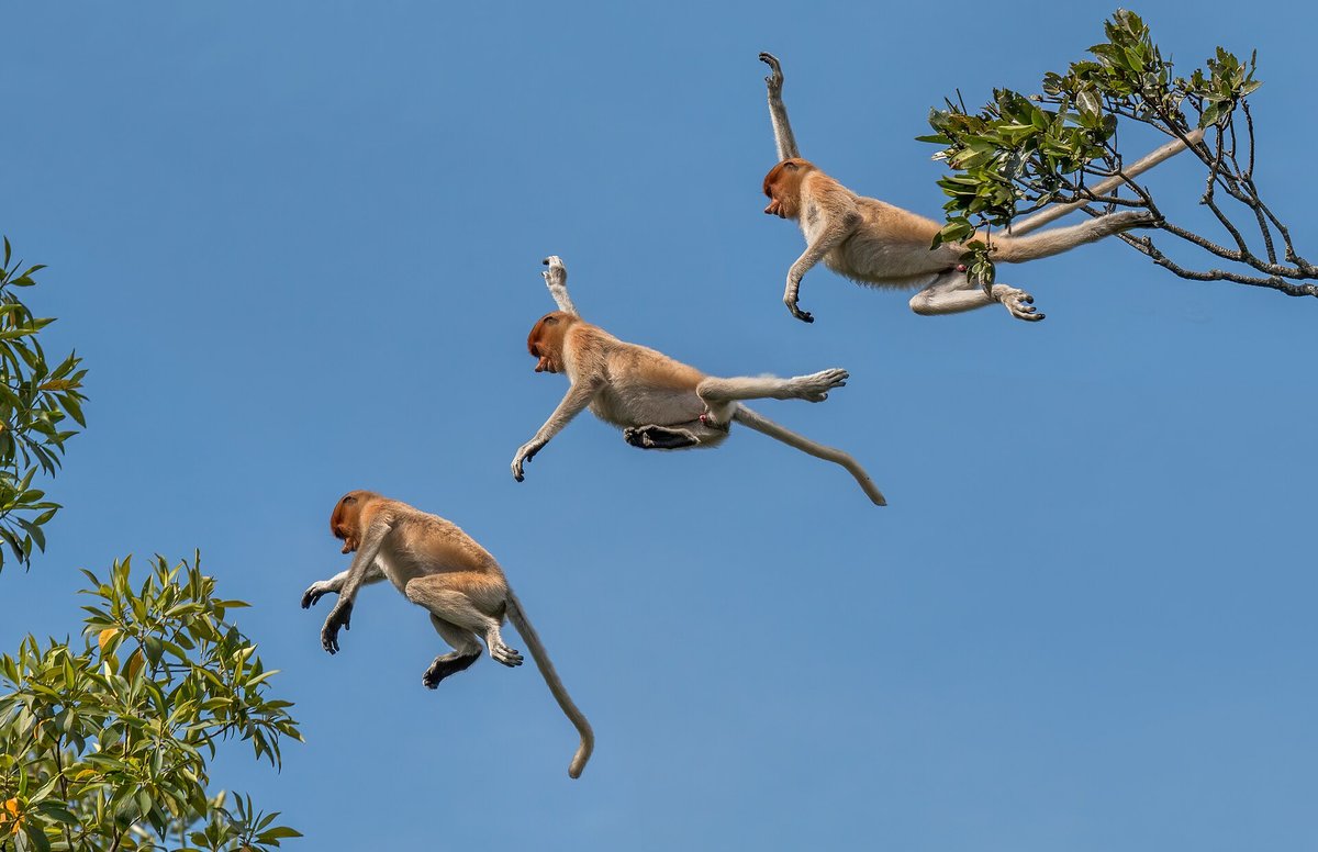 Proboscis Monkey Riverine Congregation (Kinabatangan River, Borneo) — Gunung Palung National Park