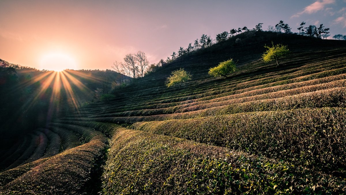 Boseong Green Tea Fields