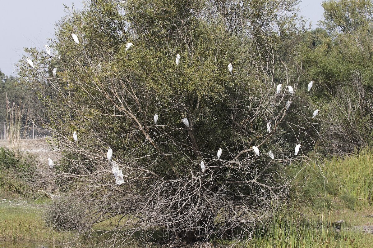 Ibis Roost — Pantanal Brazil