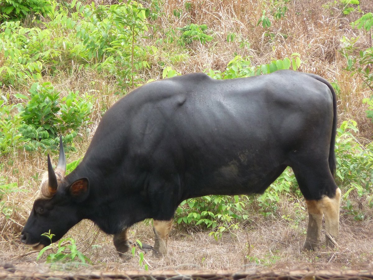 Gaur Grazing Aggregation — Nagarhole India