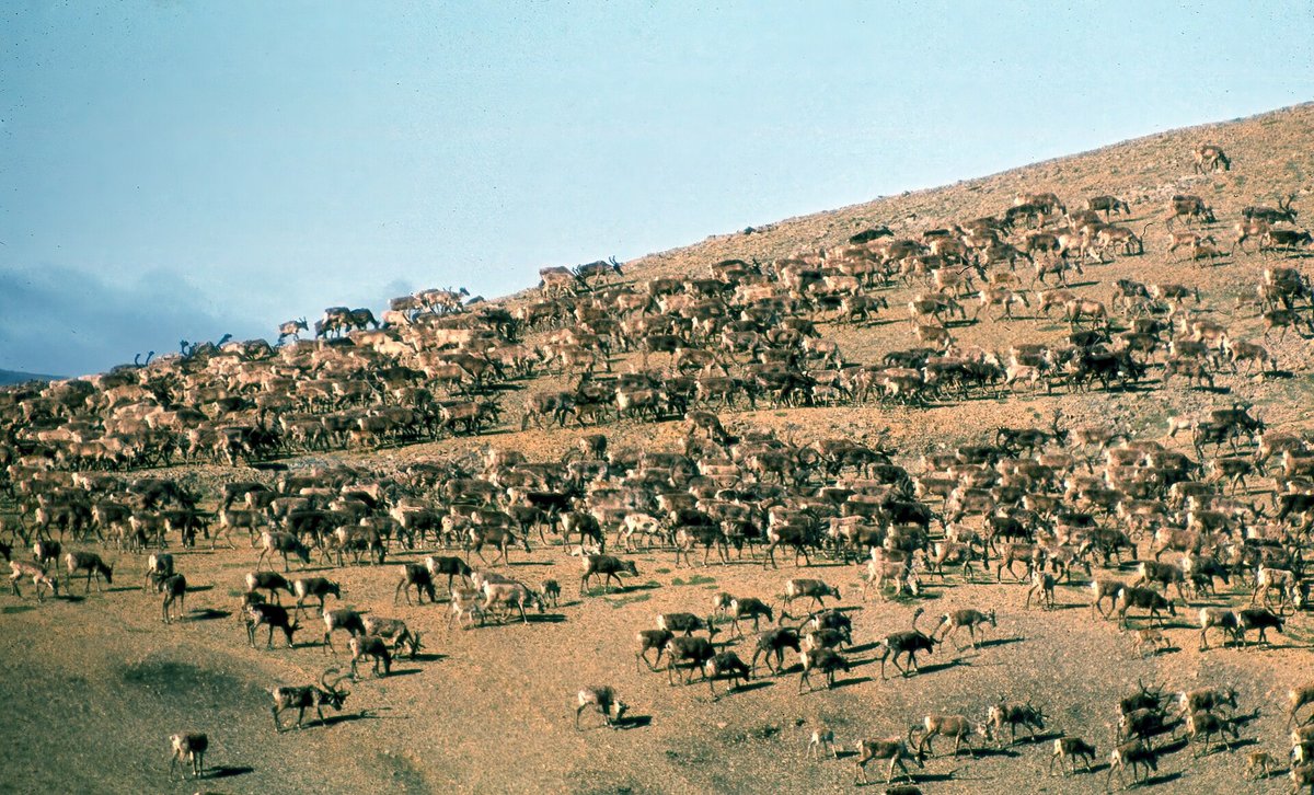 Porcupine Caribou Migration — Alaska Arctic USA