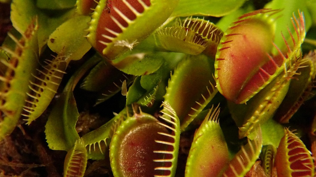 Venus Flytrap Habitat — North Carolina USA