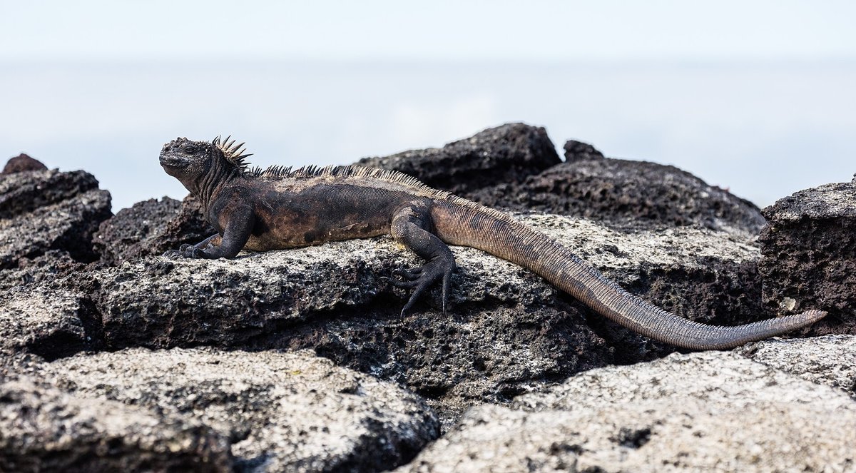 Marine Iguana Nesting Season — Fernandina Galápagos
