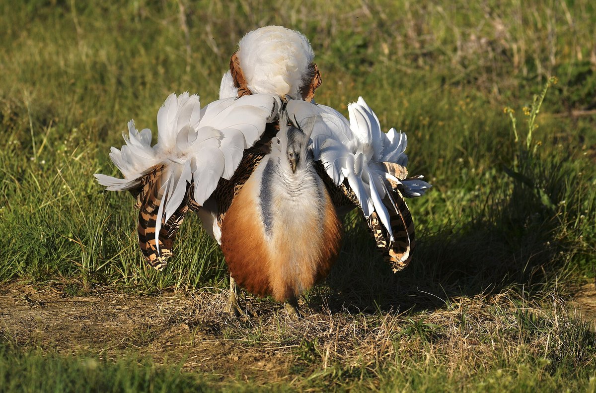 Great Bustard Display — Extremadura Spain