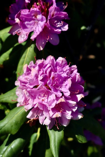 Pyrenean rhododendron bloom