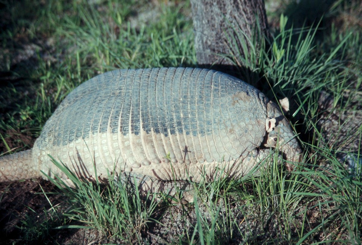 Giant Armadillo Foraging — Pantanal Brazil