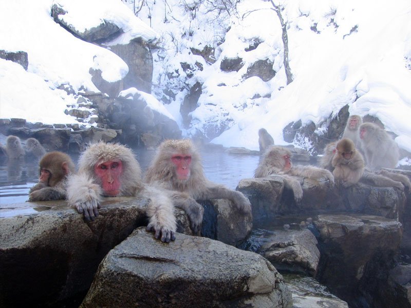 Snow Monkey Hot Spring — Jigokudani Japan