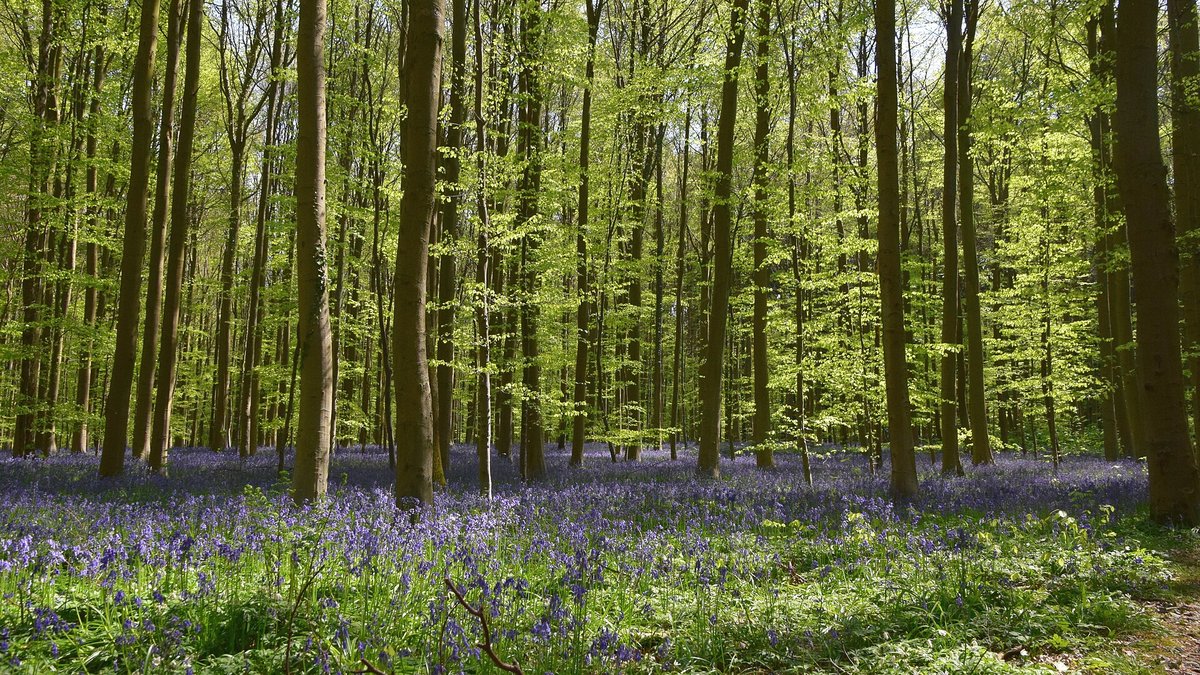 Hallerbos Bluebell Forest