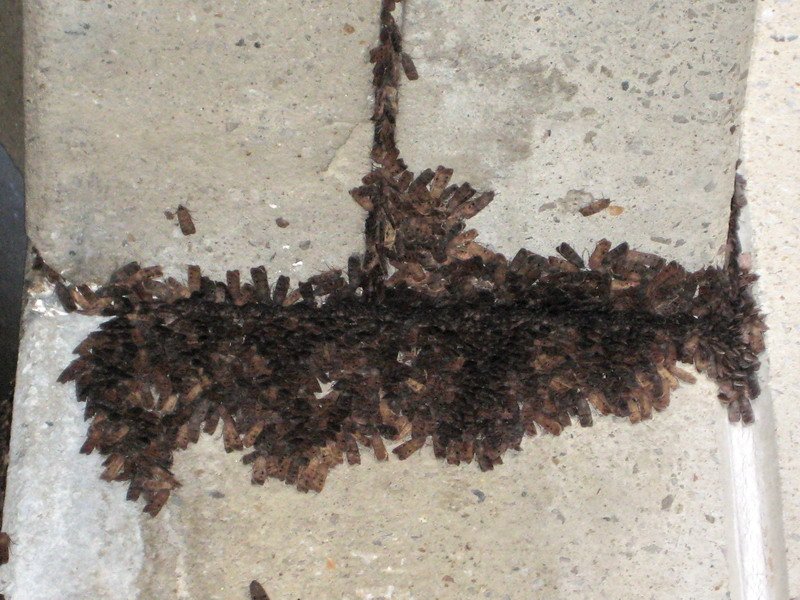 Bogong Moth Migration — Canberra to Snowy Mountains, ACT & NSW