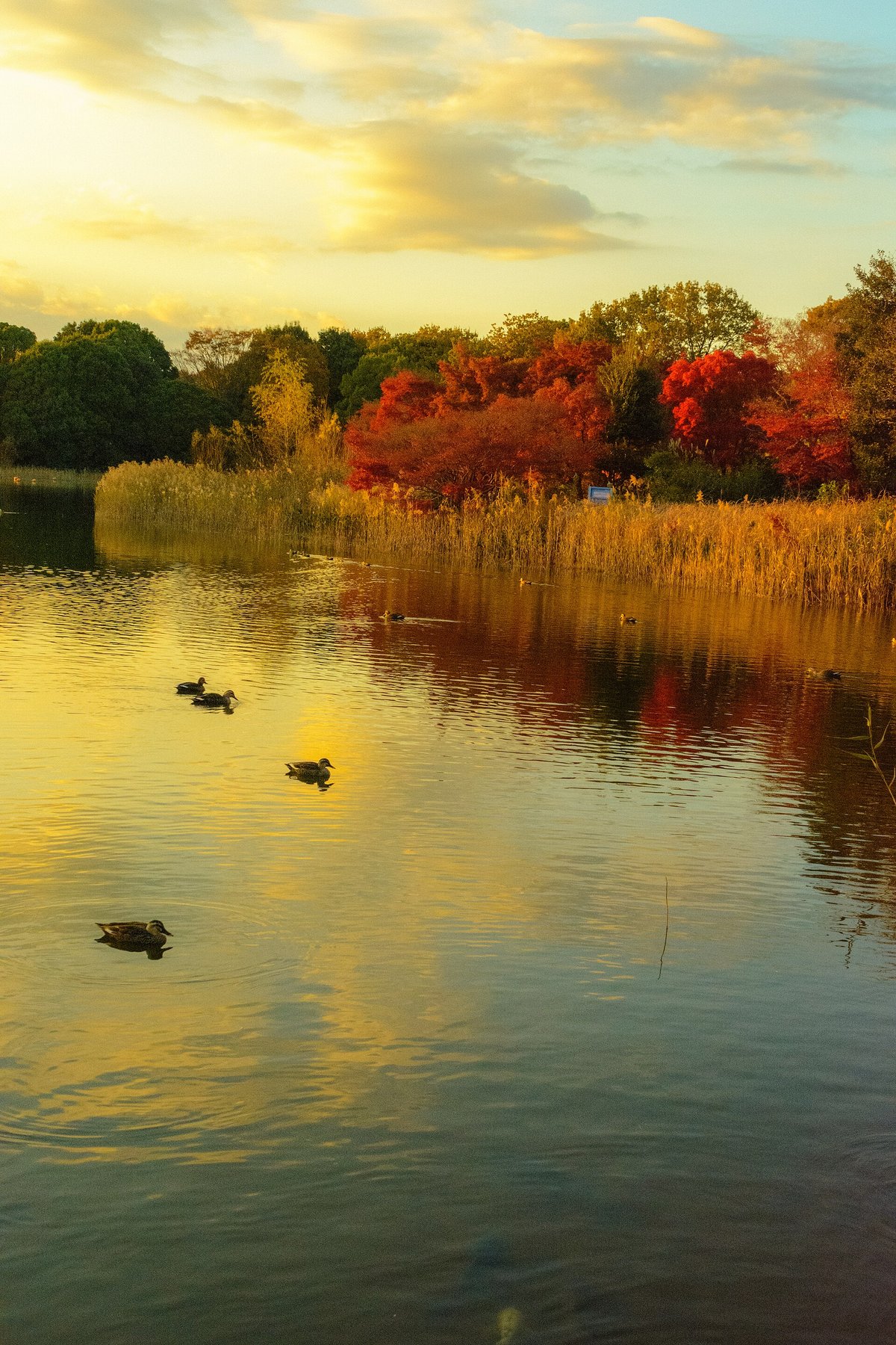 Autumn Waterfowl — Neusiedler See